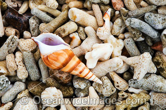 Beach Coral Shells photo