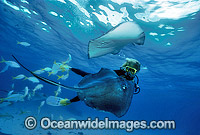 Scuba Diver feeding Southern Stingray Photo - Gary Bell