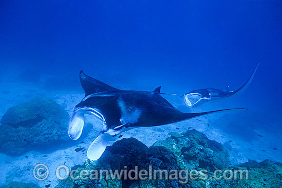 Giant Oceanic Manta Rays photo