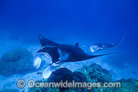 Giant Oceanic Manta Rays Photo - Gary Bell