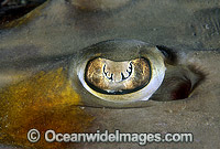 Eye of Giant Shovelnose Ray Photo - Gary Bell