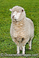 Merino Sheep Victoria Australia Photo - Gary Bell