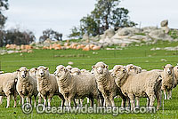 Merino sheep grazing Victoria Australia Photo - Gary Bell