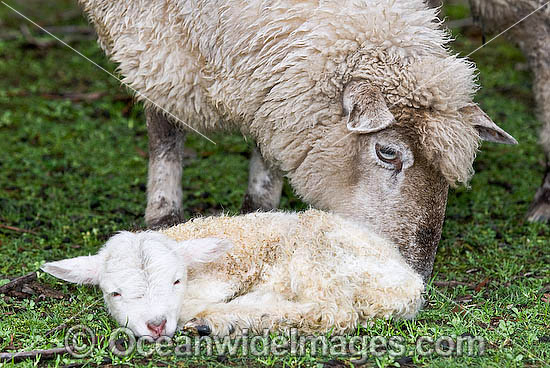 Dorset Ewe with baby lamb Victoria photo