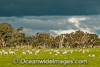 Flock of Merino sheep grazing Australia Photo - Gary Bell