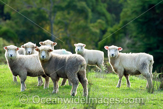 Merino sheep grazing Australia photo