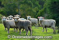 Merino sheep grazing Australia Photo - Gary Bell
