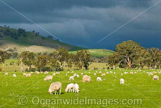 Flock of Merino sheep grazing Australia photo