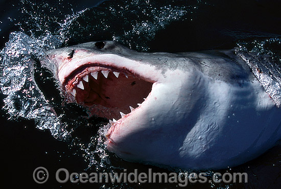 shark with mouth open side view