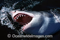 Great White Shark jaws Photo - Gary Bell