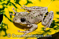 Peron's Tree Frog Photo - Gary Bell