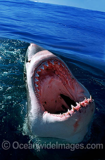 Great White Shark with open jaws on surface photo