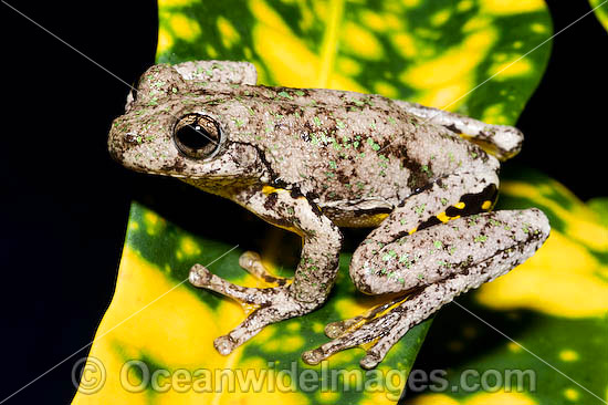 Peron's Tree Frog photo
