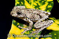 Peron's Tree Frog Photo - Gary Bell