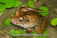 Giant Barred Frog Mixophyes iteratus Photo - Gary Bell