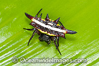 Spiny Spider Gasteracantha fornicata Photo - Gary Bell