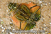 Slipper Lobster Ibacus alticrenatus Photo - Gary Bell