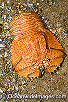 Slipper Lobster Ibacus alticrenatus Photo - Gary Bell