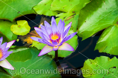 Water lily Waterlily photo