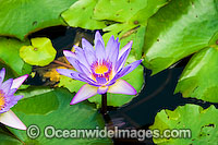 Water lily Waterlily Photo - Gary Bell