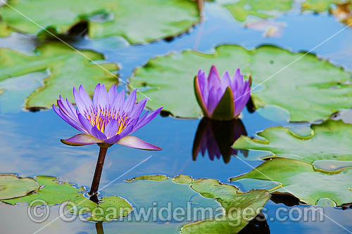 Waterlily Nymphaea sp. photo