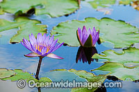 Waterlily Nymphaea sp. Photo - Gary Bell