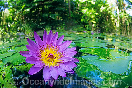 Water lily Waterlily photo