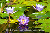 Water lily Nymphaea sp. Photo - Gary Bell