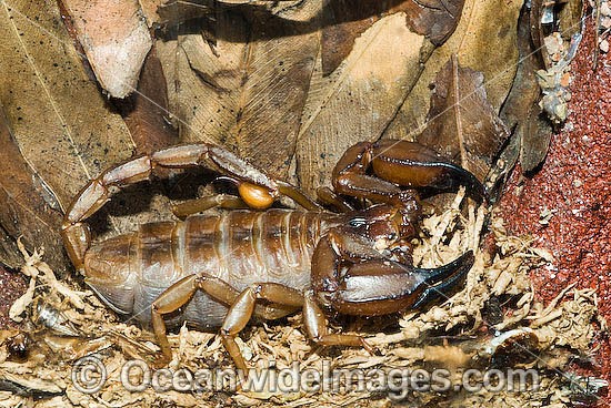 Rock Scorpion photo