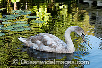 Mute Swan Cygnus olor Photo - Gary Bell