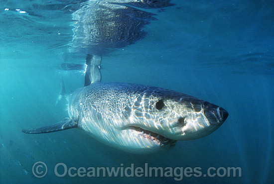 Great White Shark Carcharodon carcharias photo