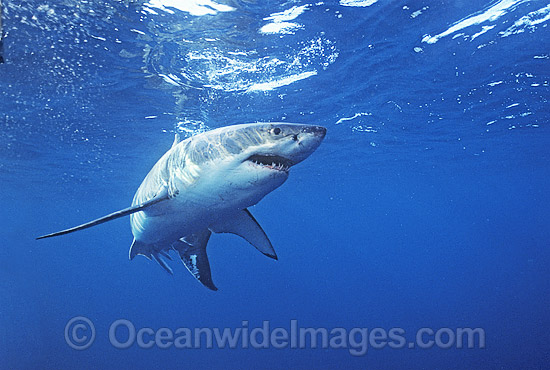 Great White Shark White Pointer photo