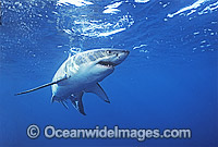 Great White Shark White Pointer Photo - Gary Bell