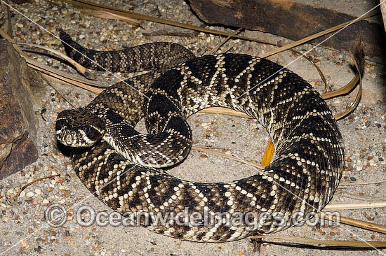 Eastern Diamondback Rattlesnake photo
