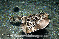 Eastern Fiddler Ray Trygonorrhina sp. Photo - Gary Bell