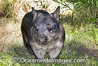 Southern Hairy-nosed Wombat Photo - Gary Bell