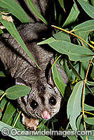 Squirrel Glider Petaurus norfolcensis Photo - Gary Bell