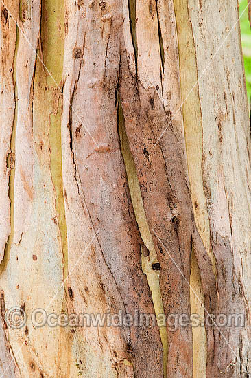 Bark of Eucalypt tree photo