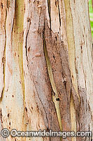 Bark of Eucalypt tree Photo - Gary Bell