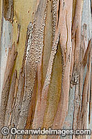 Bark of Eucalypt tree Photo - Gary Bell