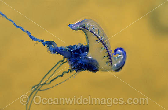 Man-of-war Jellyfish Physalia physalis photo