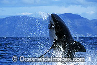 Great White Shark breaching Photo - Gary Bell