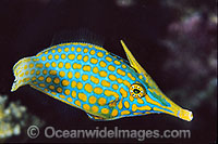 Long-nose Filefish Oxymonacanthus longirostris Photo - Gary Bell
