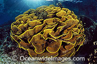 Cabbage Coral Turbinaria reniformis Photo - Bob Halstead