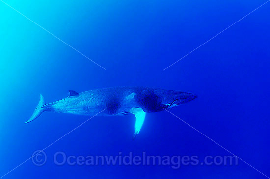 Minke Whale Balaenoptera acutorostrata photo