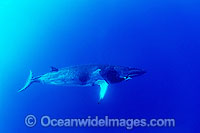 Minke Whale Balaenoptera acutorostrata Photo - Bob Halstead