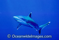 Silvertip Shark Carcharhinus albimarginatus Photo - Gary Bell