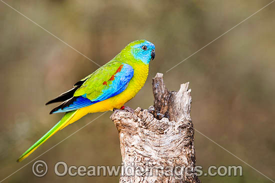 Turquoise Parrot Neophema pulchella photo
