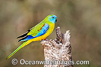 Turquoise Parrot Neophema pulchella Photo - Gary Bell