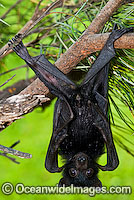 Black Flying-fox Photo - Gary Bell
